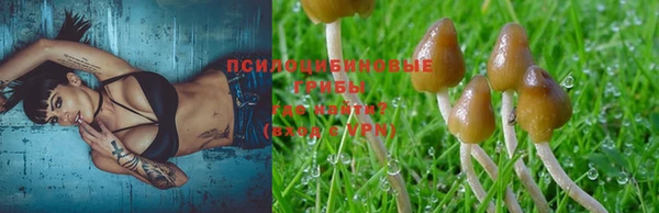 шишки Осинники